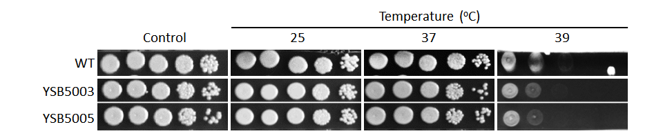 Growth phenotype