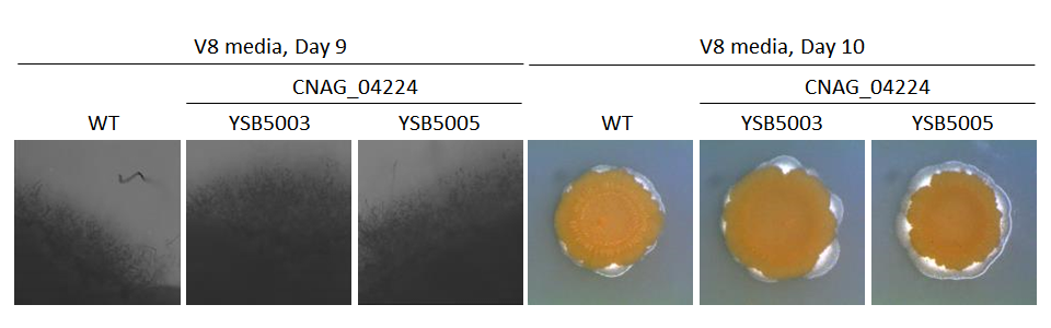 Mating phenotype