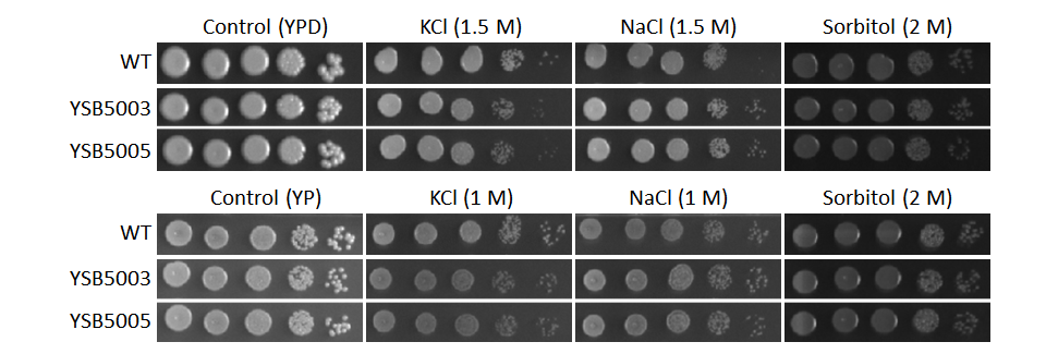 Osmotic stress phenotype