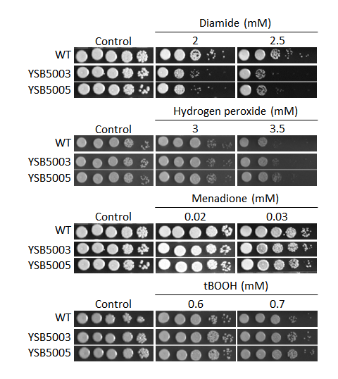 Oxidative stress phenotype