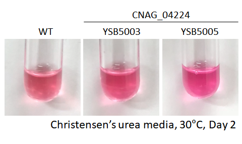 Urease phenotype