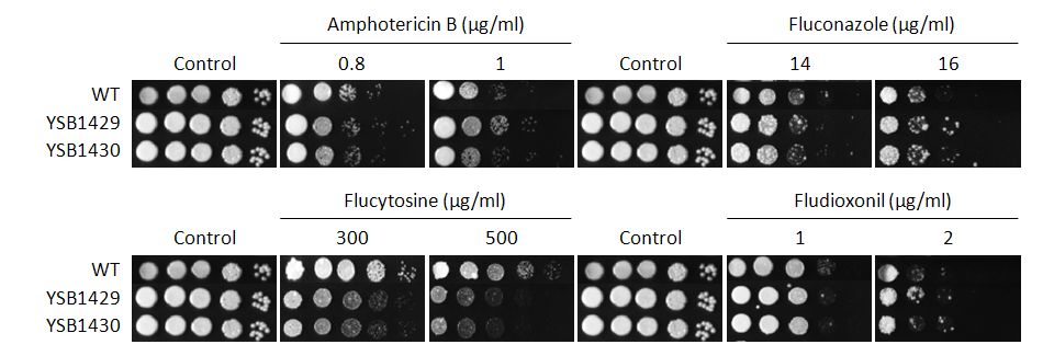 Antifungal drug susceptibility