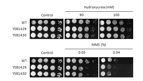Genotoxic stress phenotype