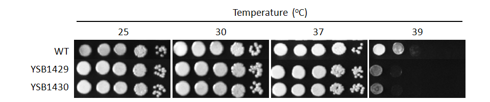 Growth phenotype
