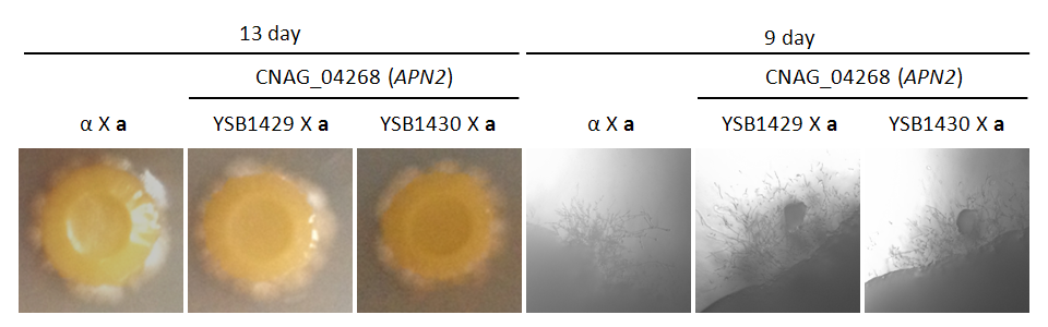Mating phenotype