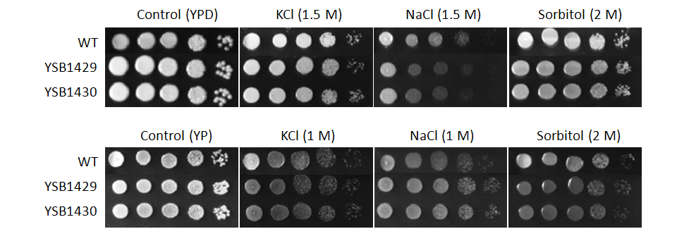 Osmotic stress phenotype
