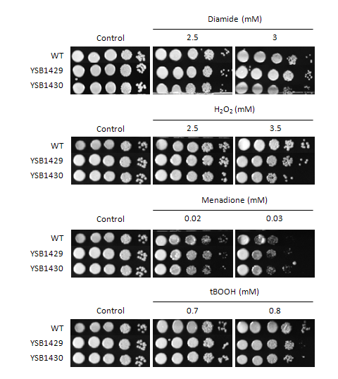 Oxidative stress phenotype