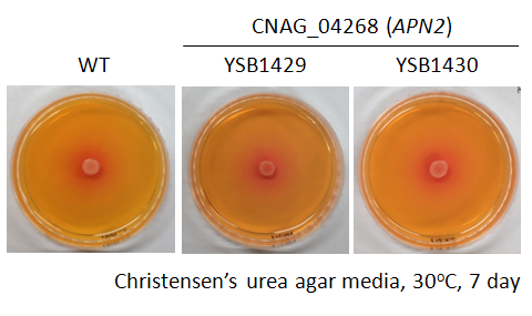 Urease phenotype