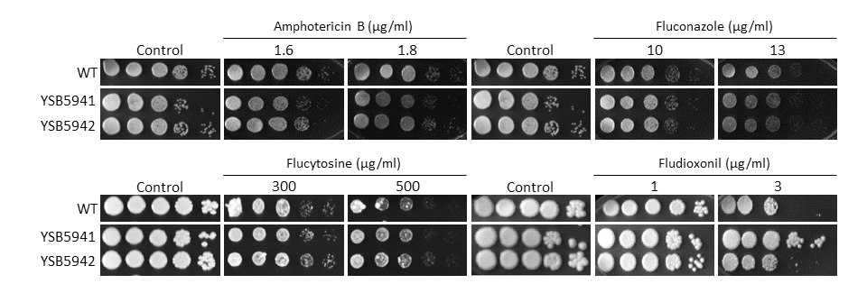 Antifungal drug susceptibility