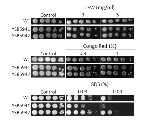 Cell wall stress phenotype