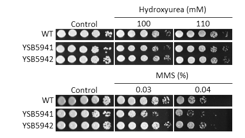 Genotoxic stress phenotype