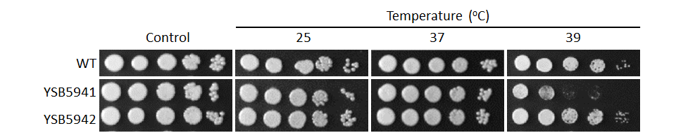 Growth phenotype