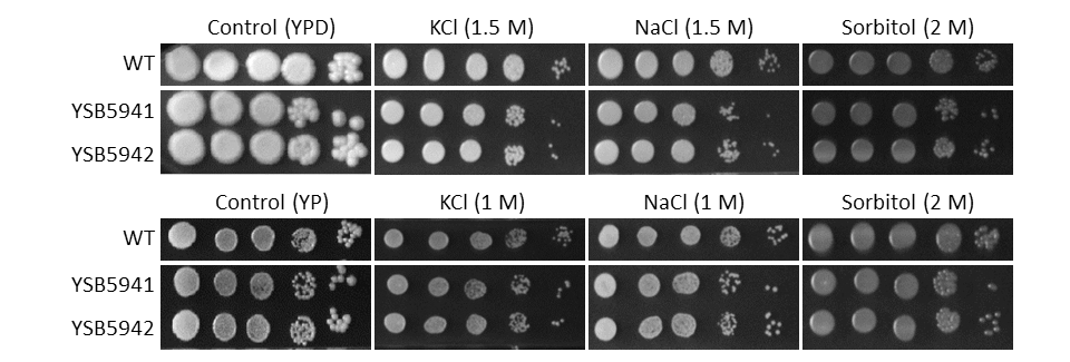 Osmotic stress phenotype
