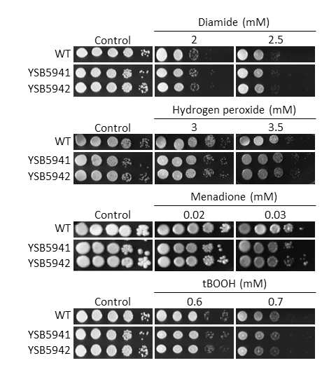 Oxidative stress phenotype