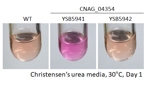 Urease phenotype