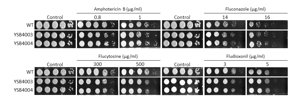 Antifungal drug susceptibility