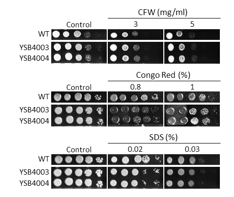 Cell wall stress phenotype