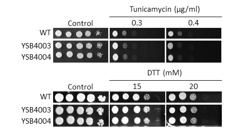 ER stress phenotype