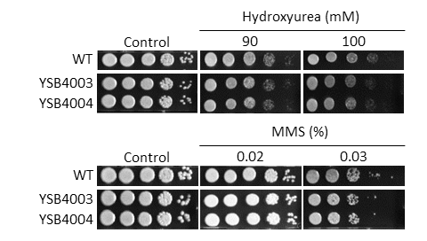 Genotoxic stress phenotype