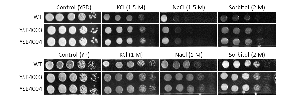 Osmotic stress phenotype