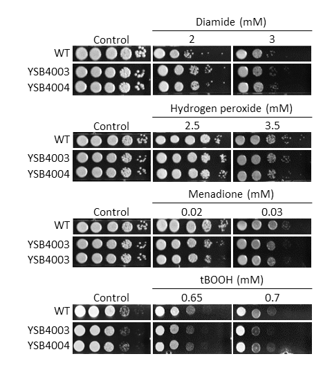 Oxidative stress phenotype
