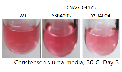 Urease phenotype