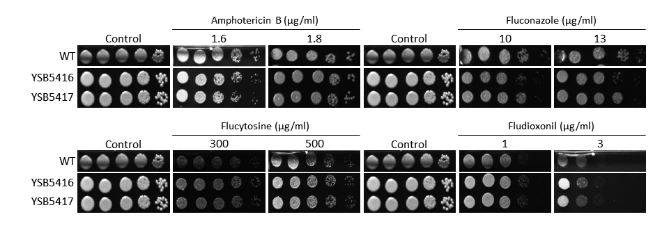 Antifungal drug susceptibility