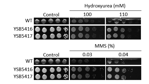 Genotoxic stress phenotype