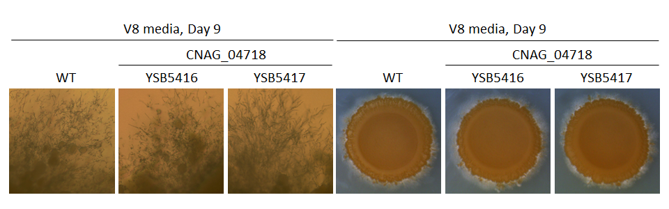 Mating phenotype