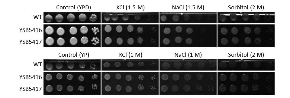 Osmotic stress phenotype