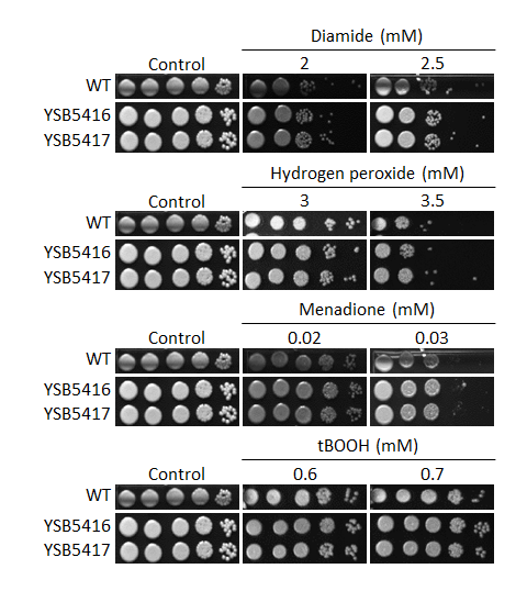 Oxidative stress phenotype