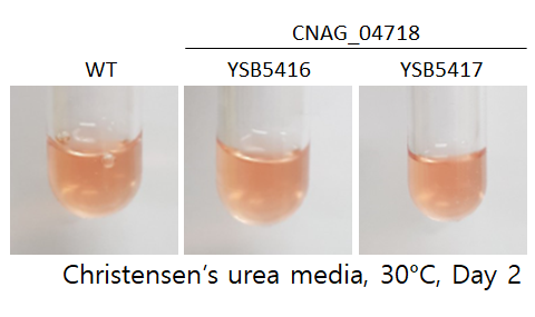 Urease phenotype