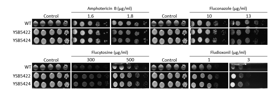 Antifungal drug susceptibility