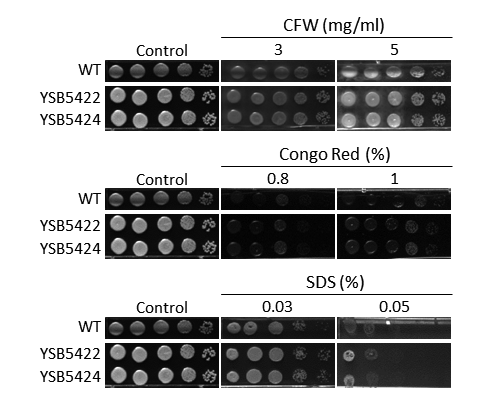 Cell wall stress phenotype