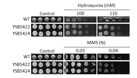 Genotoxic stress phenotype