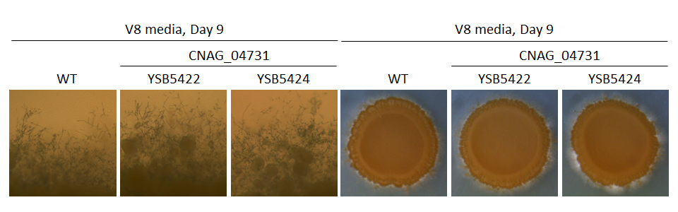 Mating phenotype