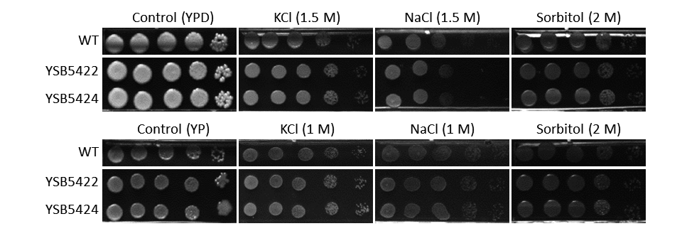Osmotic stress phenotype