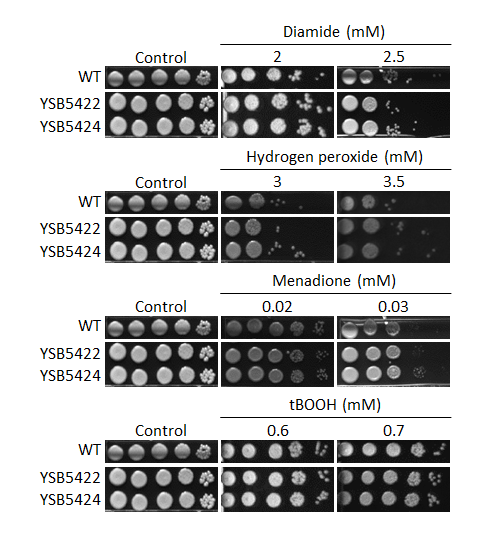 Oxidative stress phenotype