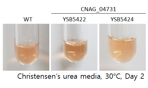 Urease phenotype