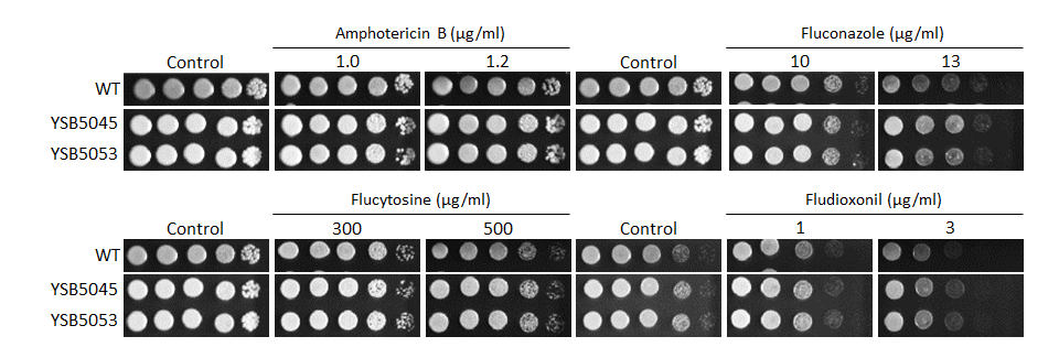 Antifungal drug susceptibility