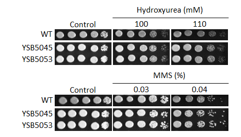 Genotoxic stress phenotype
