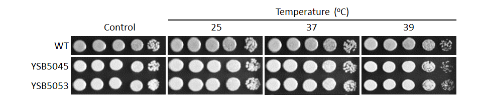 Growth phenotype