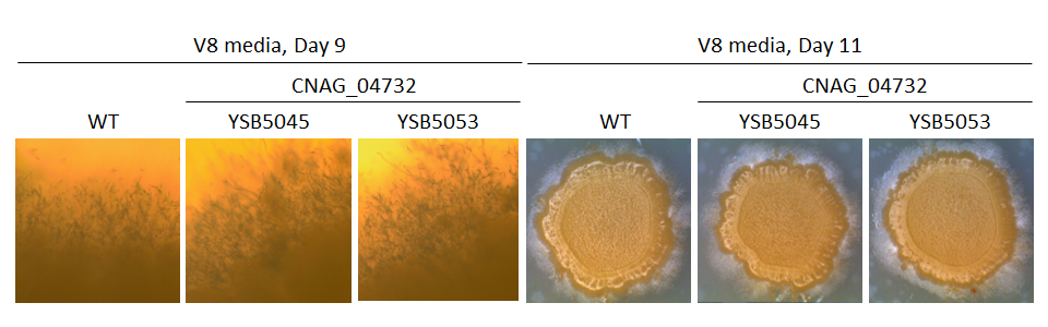 Mating phenotype