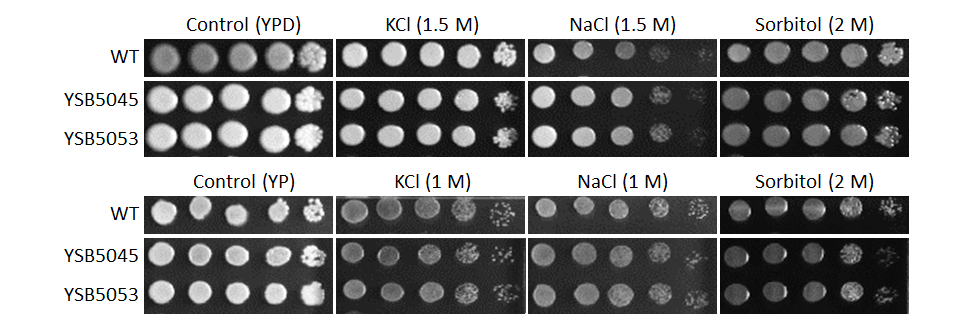 Osmotic stress phenotype
