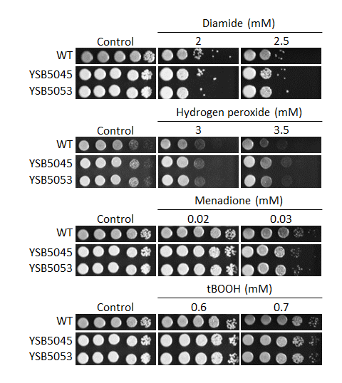 Oxidative stress phenotype