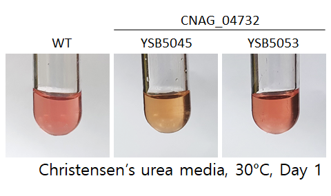 Urease phenotype