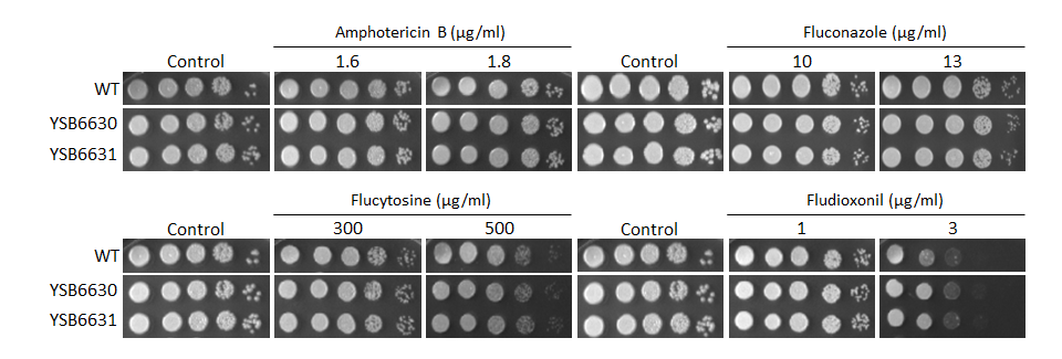Antifungal drug susceptibility