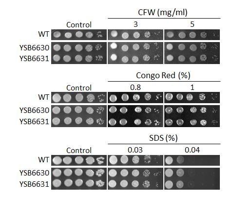 Cell wall stress phenotype