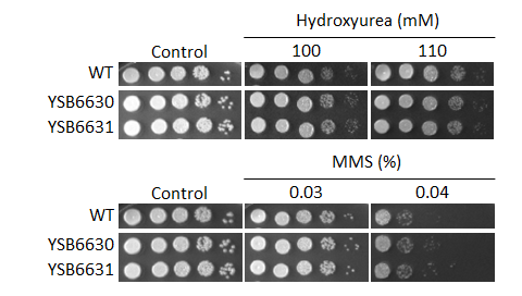 Genotoxic stress phenotype