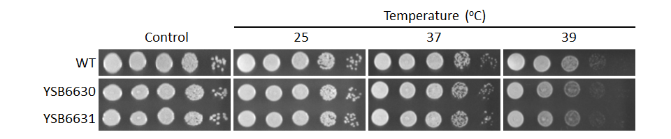 Growth phenotype